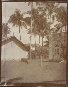 Cocospalmen Mount Lavinia.jpg